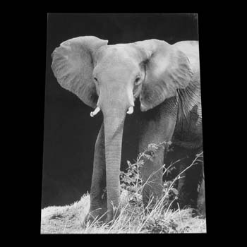 elephant-marble
